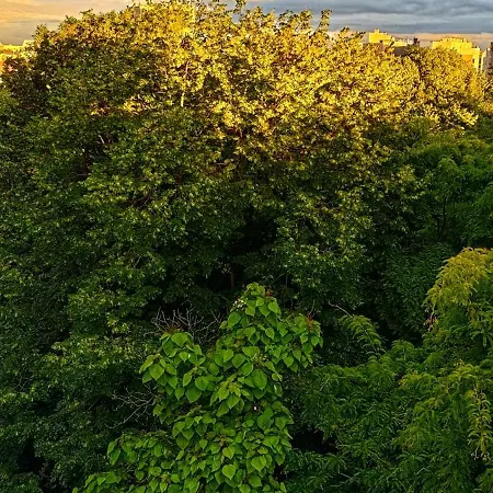 Canopée, Paisible, Chaleureux, Lumineux, Balcon *